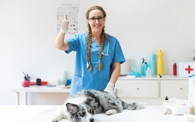 Find a way pet problem